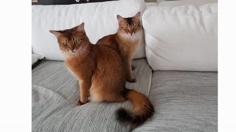 Somali Cat 101 - Breed & Personality