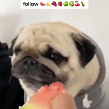 414_Cute and Funny Dogs Videos Compilation_#shorts