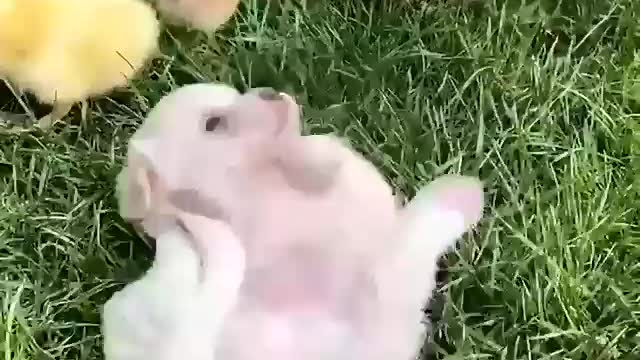 🥰 SOo Cute Baby Pets Playing Together 🐶🐈🐤