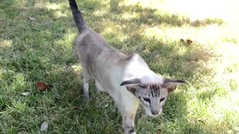 My Tinny Kitten Curiousity at Moment - Oriental Kitten