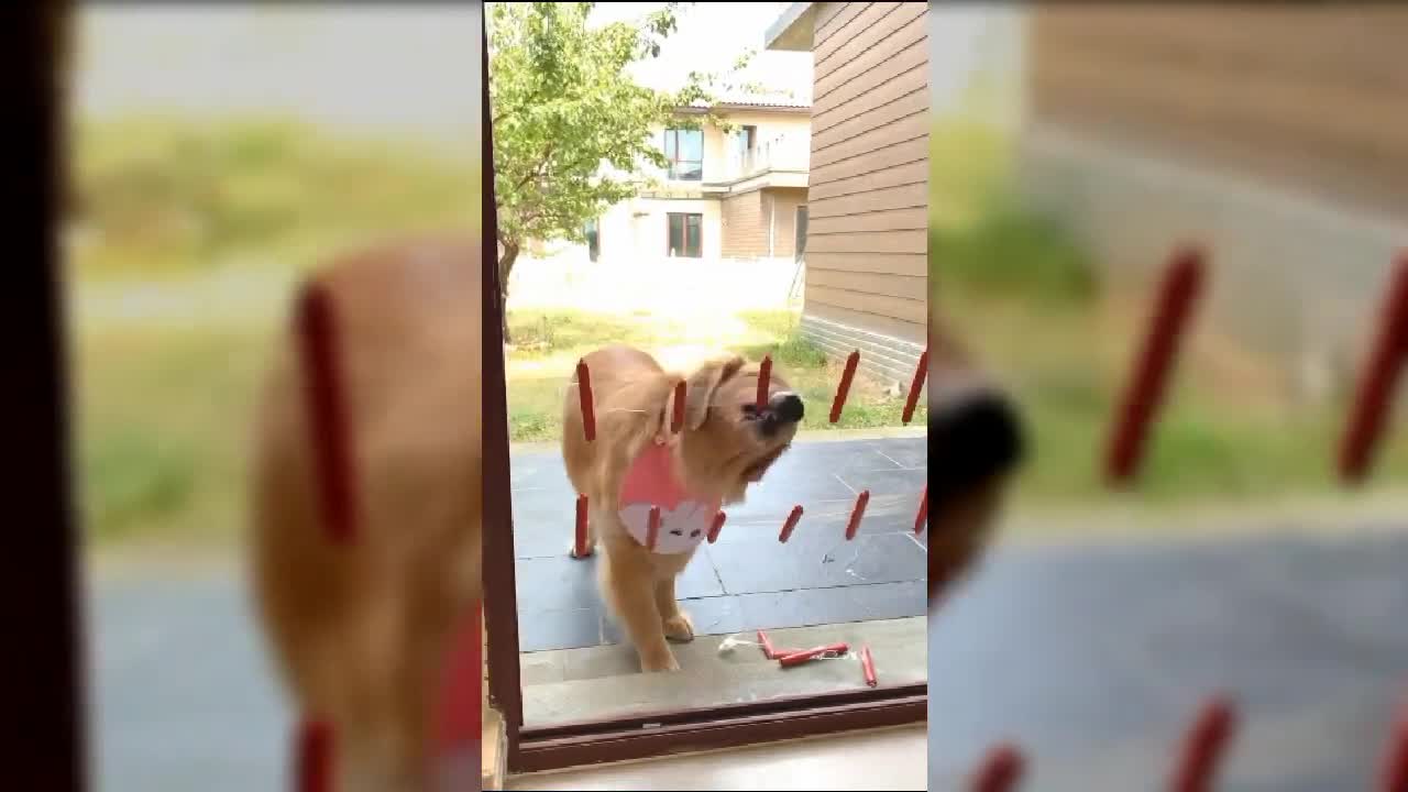 Funny dog, try not to laugh