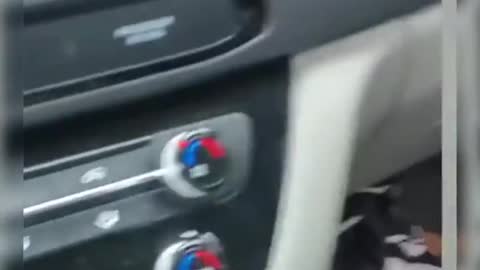 Funny animal competition #funny