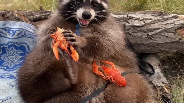 Super Sized Raccoon Fills up on Seafood