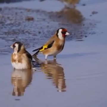 Beautiful bird sounds 1