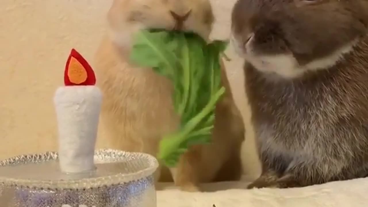 Funny and Cute Animals Videos 😂😍