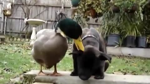 Duck vs dog