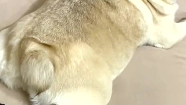 The dog's reaction when he hears the sound he makes