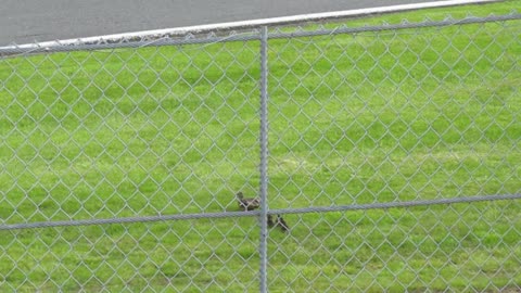 Lucky Ducks Race Across the Road