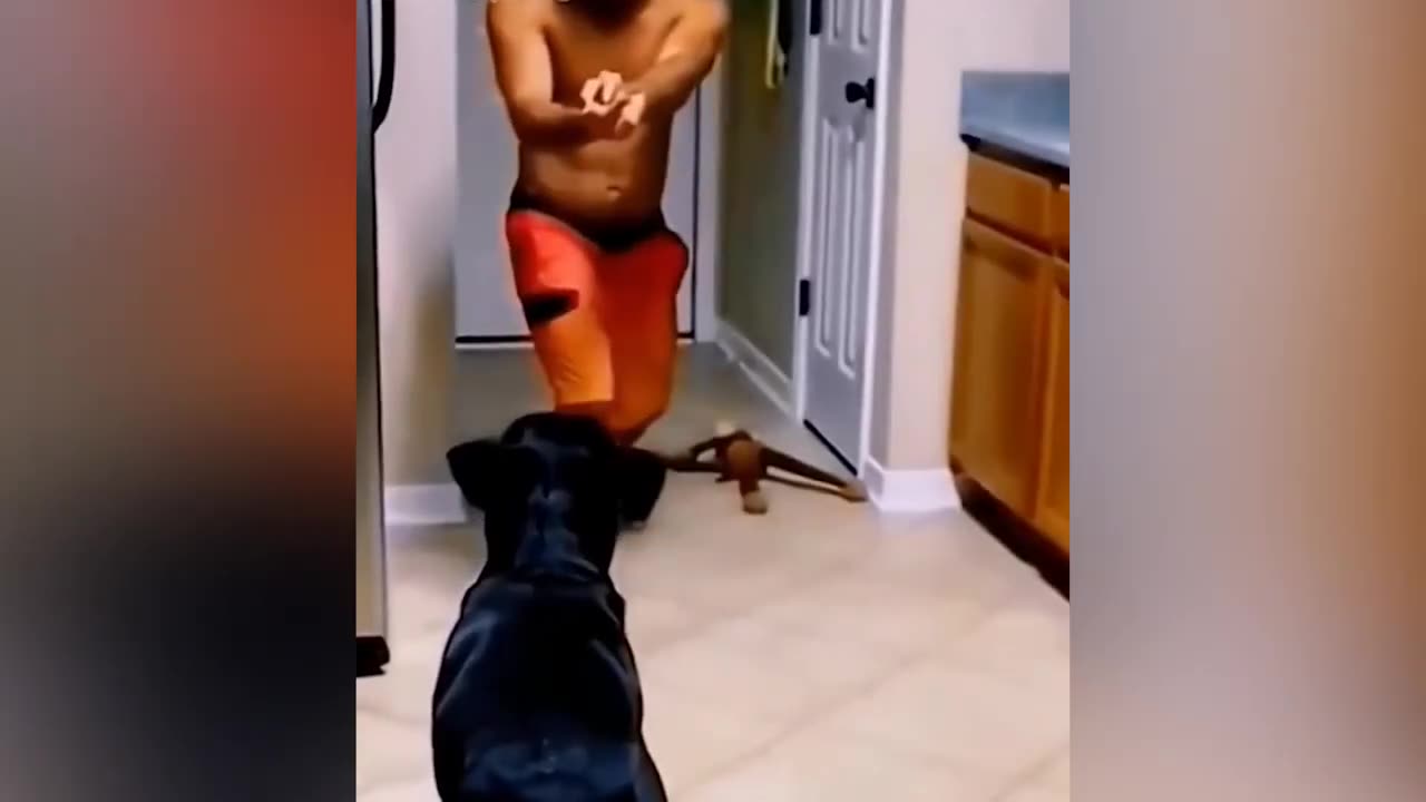 Funny Animals Shorts Compilation 😂