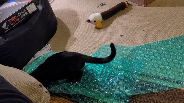 Bubble wrap cat