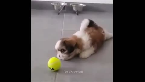 amazing and funny pet videos