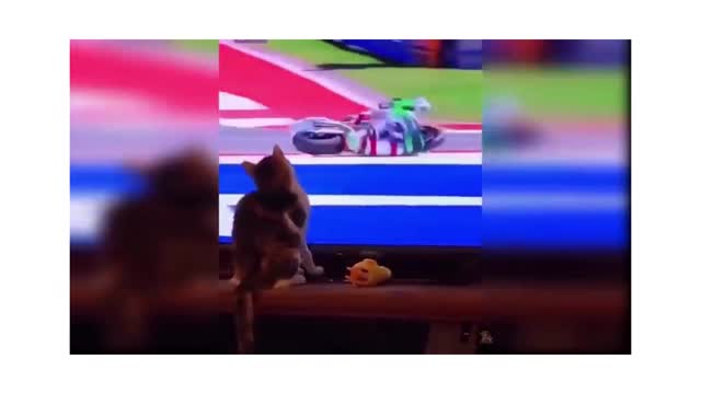 dog&cat fun with tv