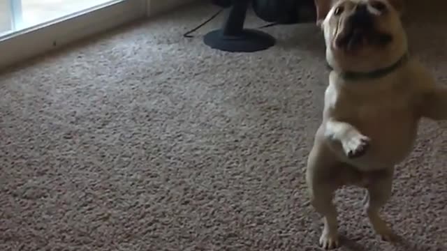 Tan bulldog struggles to catch tennis ball thrown by owner