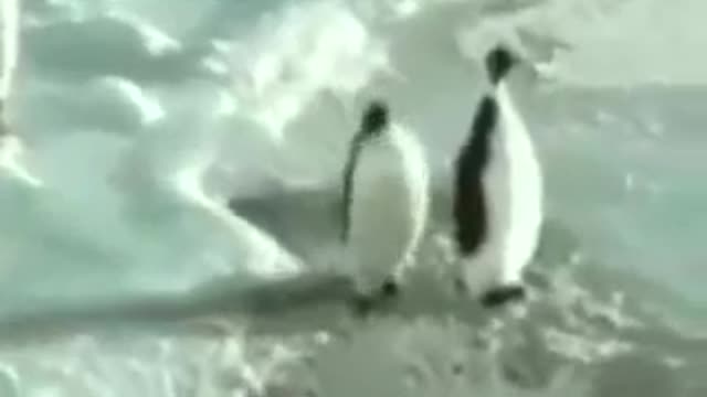 Lustige Pinguine