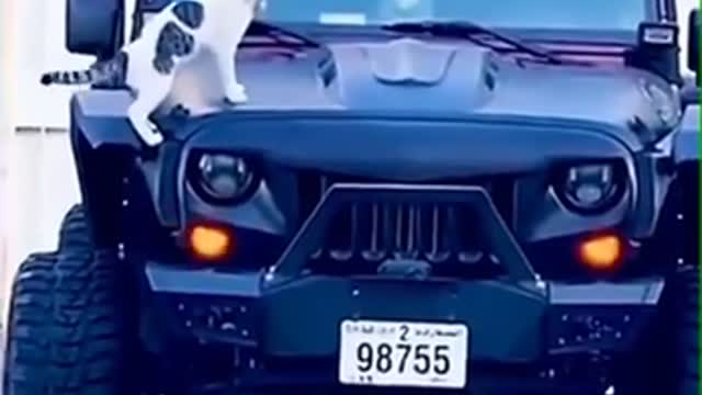 very funny animals