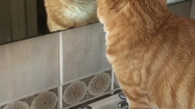 A cat who can look in the mirror