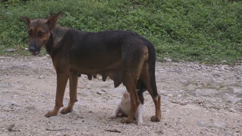 Cute puppy desperately tries to nurse (Dr. Cliff Worldwide Vet)