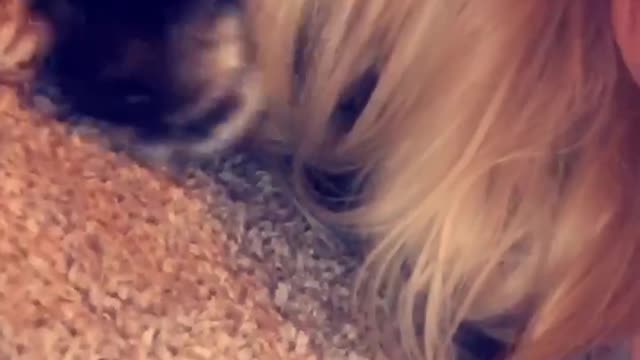 funny cocker spaniel cries to mum
