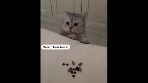 Cat offers its food to the unwell owner...