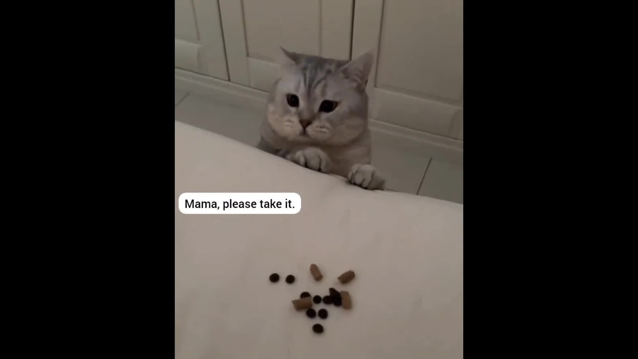Cat offers its food to the unwell owner...