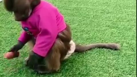 @Monkeys is cute