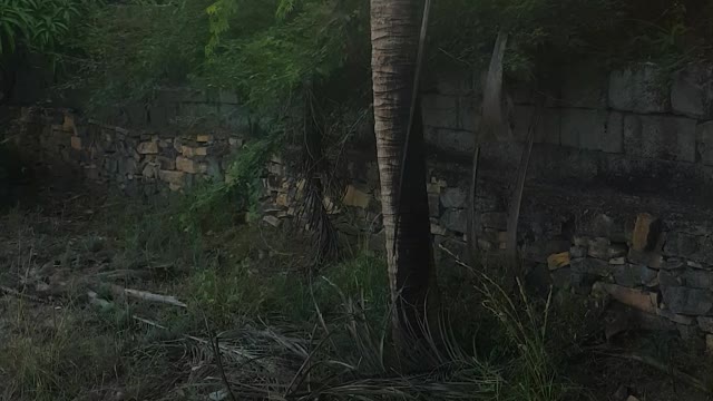 My farm 🏝 | Groundnut Farming | There are many coconut tree in Farm 🌴 #video
