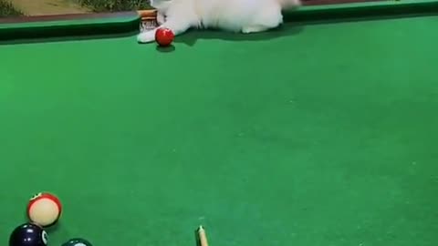 Best Funny Videos 2022 😂 - Funniest Cat Snooker Ball Pass