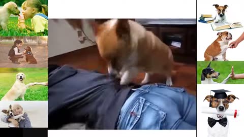 Funny dog 🐕🐶 video cat funny video