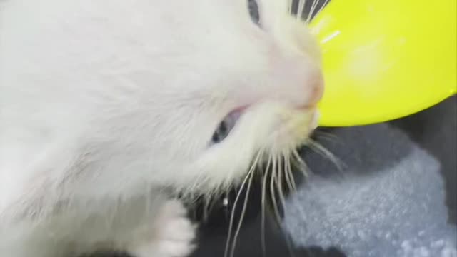 baby cat drinks milk