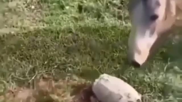 Dog and horse playing with turtles