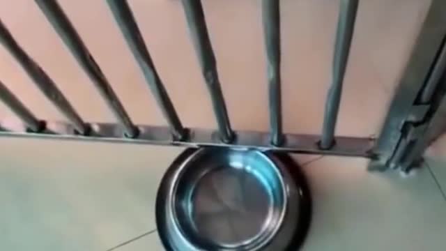 🤣 Funny DOG Video