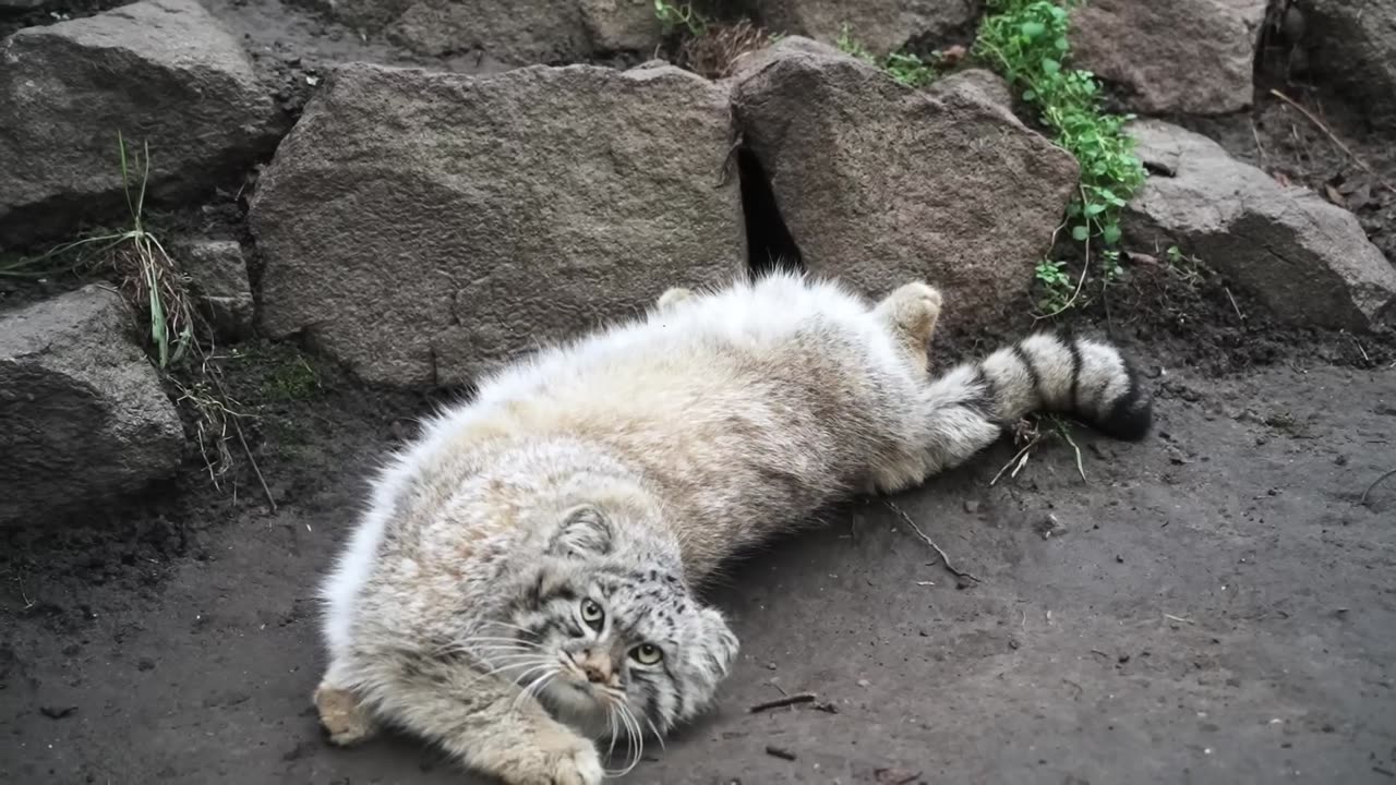 Manual Cat How Can acting ðŸ˜ðŸ˜ðŸ˜ðŸ˜ðŸ˜ðŸ˜