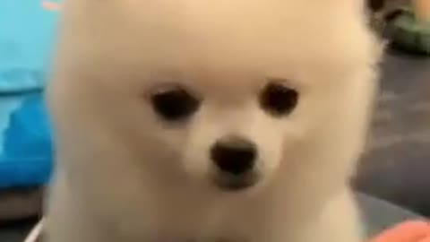 Cute Puppy || funny Dog video