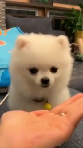 Cute Puppy || funny Dog video