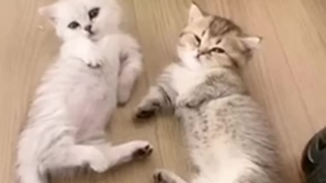 Funny Cat Videos | Funniest Cats 2022