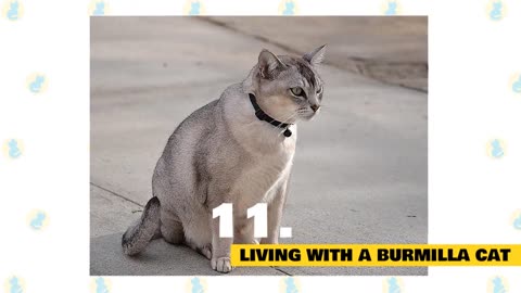 Burmilla Cats 101 : Fun Facts & Myths