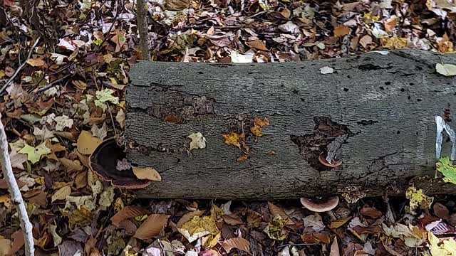 Huge mushroom patch