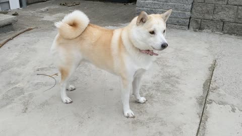 Star the shiba ! It's snowing.