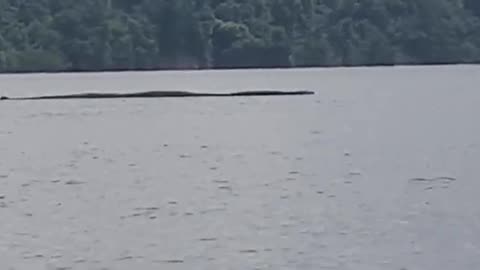 Cobra grande no Rio Negro