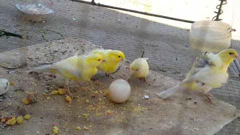 canary birds eating egg best food