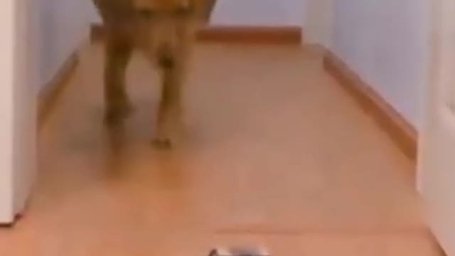 Dog Running Away From Robot Car