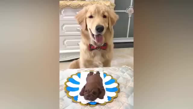 Cat Reaction to Cutting Cake - Funny Dog | Reaction Compilation