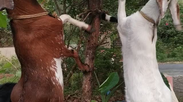 Funny video of goat climbing the tree and having the food.