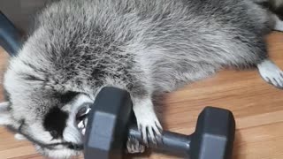 Raccoon plays with dumbbells.