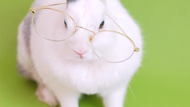 cute bunny with eyeglasses