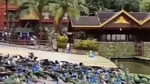 Beautiful song with beautiful view of peacock 🦚