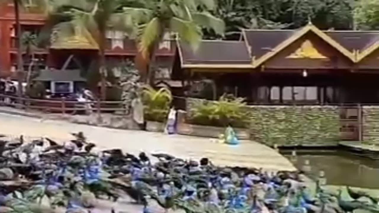 Beautiful song with beautiful view of peacock 🦚