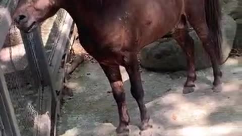 A horse who loves sanitation