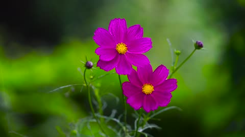 Beautiful Natural Flowers video