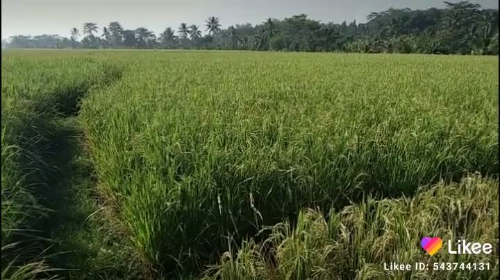 Jual sawah 2240 m